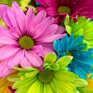 Close-up of vibrant dyed daisies with a colorful background, showcasing diverse hues.